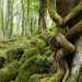 2 stelle - Gargano: Foresta Umbra 